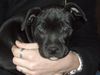 Staffordshire Bullterrier Hund