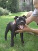 Staffordshire Bullterrier Hund