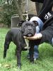 Staffordshire Bullterrier Hund