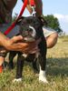 Staffordshire Bullterrier Hund