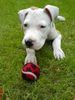 Staffordshire Bullterrier Hund