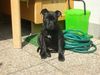 Staffordshire Bullterrier Hund