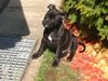 Staffordshire Bullterrier Hund