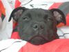 Staffordshire Bullterrier Hund