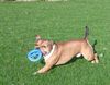 Staffordshire Bullterrier Hund