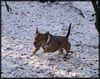 Staffordshire Bullterrier Hund