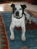 Staffordshire Bullterrier Hund