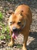 Staffordshire Bullterrier Hund