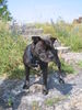 Staffordshire Bullterrier Hund