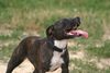 Staffordshire Bullterrier Hund