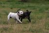 Staffordshire Bullterrier Hund