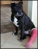 Staffordshire Bullterrier Hund