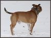 Staffordshire Bullterrier Hund