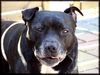 Staffordshire Bullterrier Hund