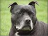 Staffordshire Bullterrier Hund