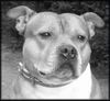 Staffordshire Bullterrier Hund