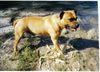 Staffordshire Bullterrier Hund