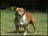 Staffordshire Bullterrier Hund