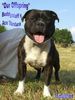 Staffordshire Bullterrier Hund