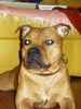 Staffordshire Bullterrier Hund