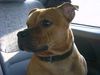 Staffordshire Bullterrier Hund