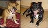 Staffordshire Bullterrier Hund