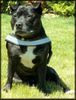 Staffordshire Bullterrier Hund