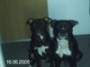 Staffordshire Bullterrier Hund