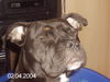 Staffordshire Bullterrier Hund