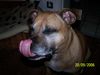 Staffordshire Bullterrier Hund