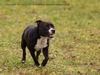 Staffordshire Bullterrier Hund