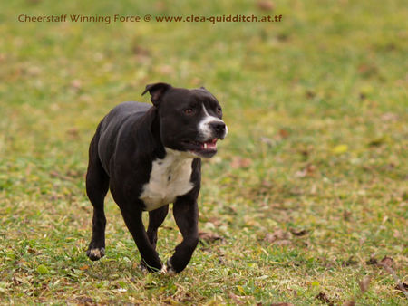 Staffordshire Bullterrier Quidditch