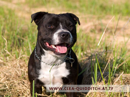 Staffordshire Bullterrier Quidditch | Cheerstaff Winning Force