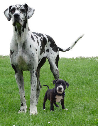 Staffordshire Bullterrier Hallo. Quidditch der Staffi und Clea das Dogge laden euch herzlich ein. Besucht uns doch mal unter www.clea-quidditch.at.tf.