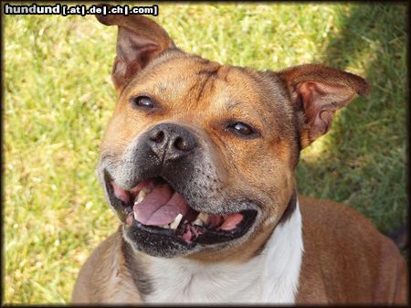 Staffordshire Bullterrier Happy Staffbull Macho