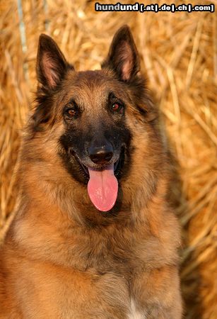 Tervueren Nico-Jerry-Lee van de Lamar geb. 11.01.01 kastr. Rüde ein Traumhun, verschmust verträgt sich mit Katzen, Kaninchen und spielt am liebsten mit der 10 Jahre alten Tervueren-Dame Gipsy