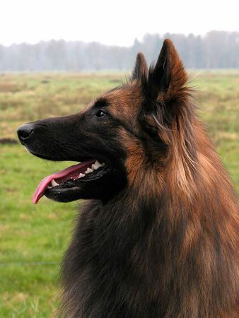 Tervueren Doudou du Domaine de Chôdes