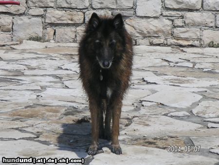 Tervueren 10 jährige Asta v Haus Henndorf in Kroatien 04