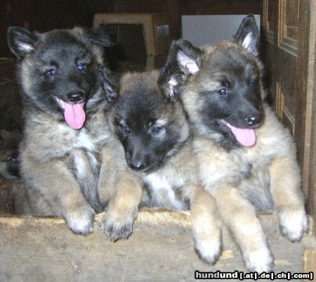 Tervueren Tinka, Tosca und Taiga von den Himmelhunden - Wo bleibt unser Frühstück?