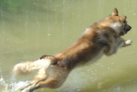 Tervueren Anubis bei Wasserrettung