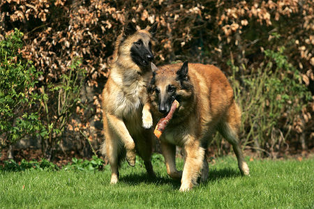 Tervueren Wayne-Moon und Nico-Jerry-Lee van de Lamar beim Spielen im Garten. Immer gern auzuschauen