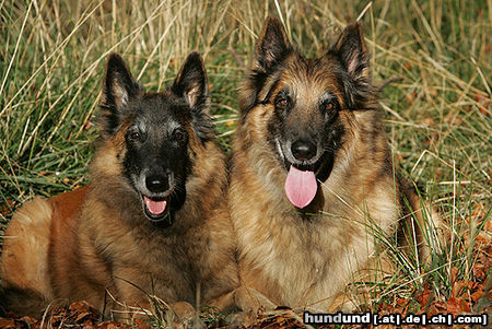 Tervueren Gipsy 11 und Kira 8 Jahre, meine beiden Mädels am Sonntag im Wald.