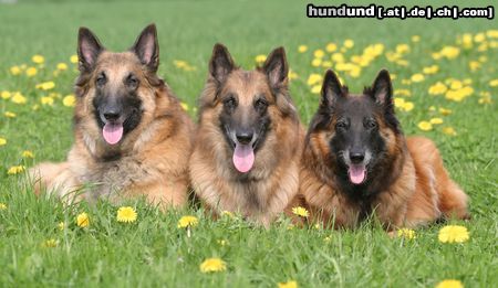 Tervueren Meine 3 Belgier Nico, Kira und Gipsy van de Lamar