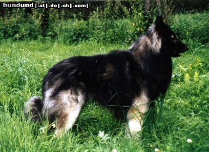 Tervueren Unique-Sable von Güldenwerth - Deckrüde