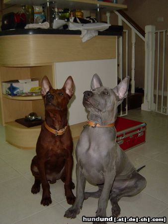 Thai Ridgeback ein Thai