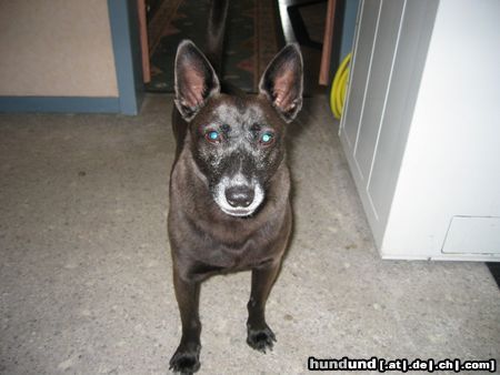 Thai Ridgeback Max  Hallo