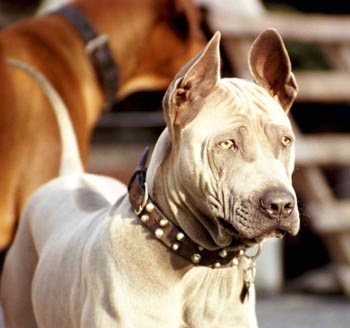 Thai Ridgeback Mogli