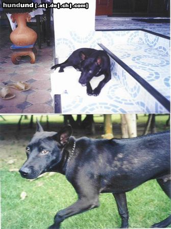 Thai Ridgeback Das ist meiner