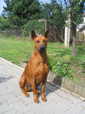 Thai Ridgeback Balicere und Asarah - CZ