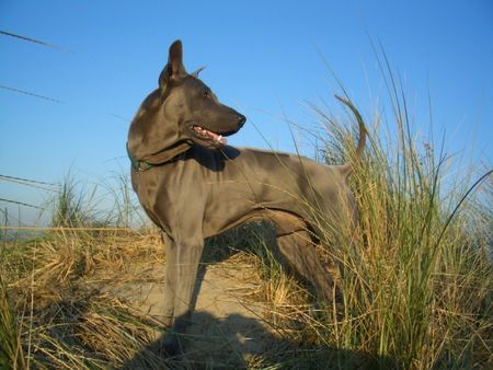 Thai Ridgeback Ao-Jai